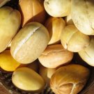 Fresh 25 Seeds Snap Melon Fast Growing Sweet Tasting Farm Planting Garden