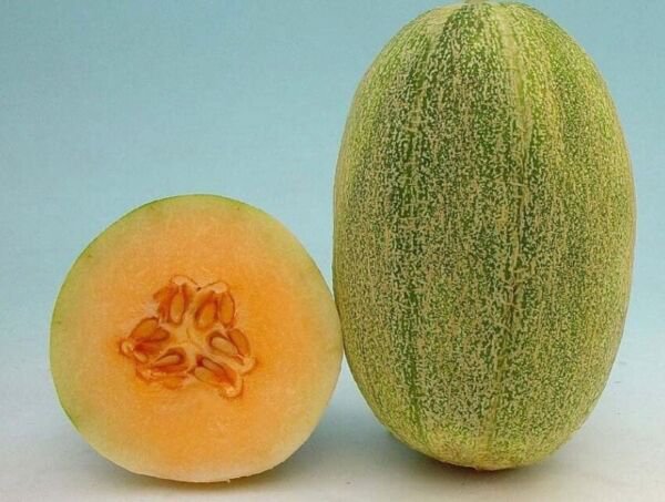 Fresh 25 Seeds New Century Melon Fast Growing Sweet Tasting Farm Planting Garden