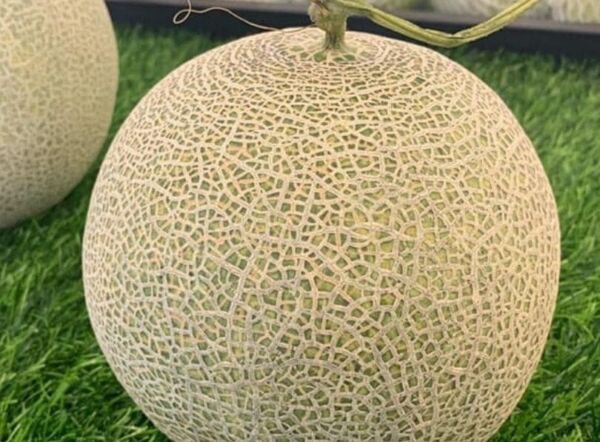 Fresh 25 Seeds Jade Dew Melon Fast Growing Sweet Tasting Farm Planting Garden