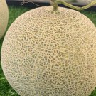 Fresh 25 Seeds Jade Dew Melon Fast Growing Sweet Tasting Farm Planting Garden