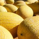 Fresh 25 Seeds Hami Melon Fast Growing Sweet Tasting Farm Planting Garden