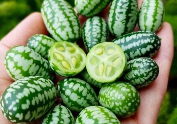 Fresh 25 Seeds Cucamelon Melon Fast Growing Sweet Tasting Farm Planting Garden