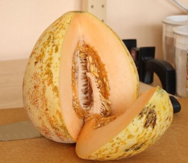 Fresh 25 Seeds Crane Melon Fast Growing Sweet Tasting Farm Planting Garden