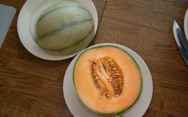 Fresh 25 Seeds Charentais Melon Fast Growing Sweet Tasting Farm Planting Garden