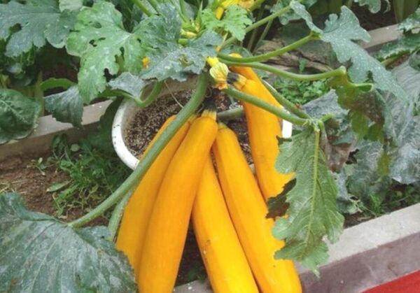 Fresh 25 Seeds Banana Melon Fast Growing Sweet Tasting Farm Planting Garden