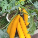 Fresh 25 Seeds Banana Melon Fast Growing Sweet Tasting Farm Planting Garden