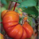 Fresh 50 Seeds Tomande Tomato Hybrid Vegetable Planting Tomatoe Easy Garden