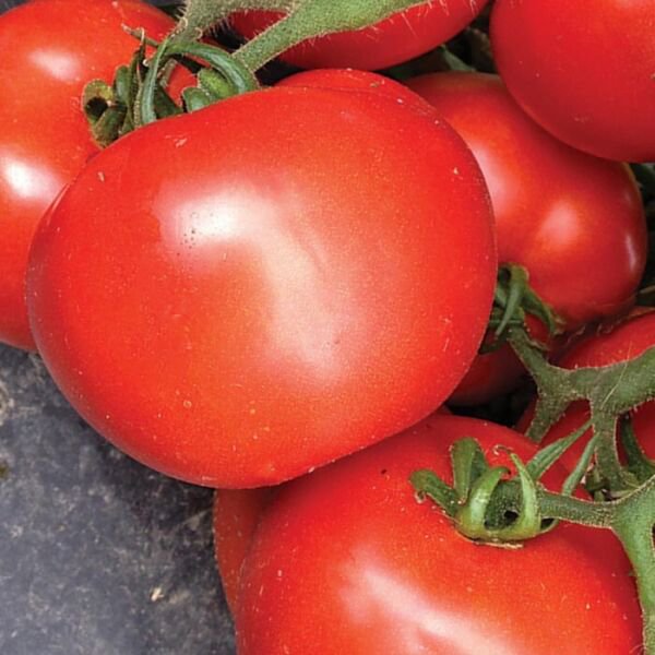 Fresh 50 Seeds Tasti-Lee Tomato Hybrid Vegetable Planting Tomatoe Garden