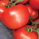 Fresh 50 Seeds Tasti-Lee Tomato Hybrid Vegetable Planting Tomatoe Garden