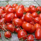 Fresh 50 Seeds Tami G Tomato Hybrid Vegetable Planting Tomatoe Garden