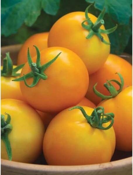 Fresh 50 Seeds Solar Power Tomato Hybrid Vegetable Planting Tomatoe Garden