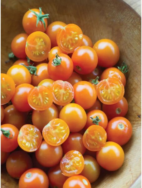 Fresh 50 Seeds Sun Gold Tomato Hybrid Cherry Vegetable Planting Tomatoe ...