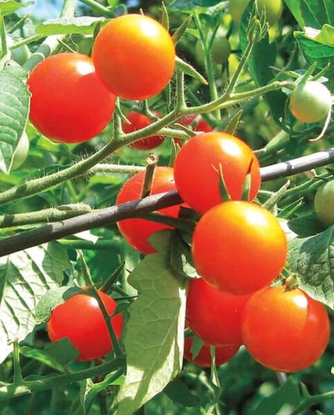 Fresh 50 Seeds Sugar Snack Tomato Hybrid Vegetable Planting Tomatoe Garden