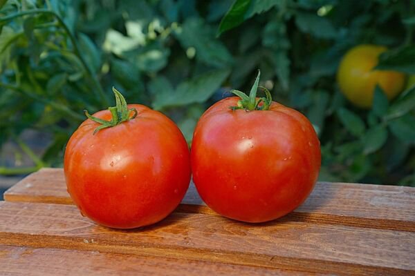 Fresh 50 Seeds Scarlet Red Tomato Hybrid Vegetable Planting Tomatoe Garden