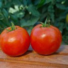 Fresh 50 Seeds Scarlet Red Tomato Hybrid Vegetable Planting Tomatoe Garden
