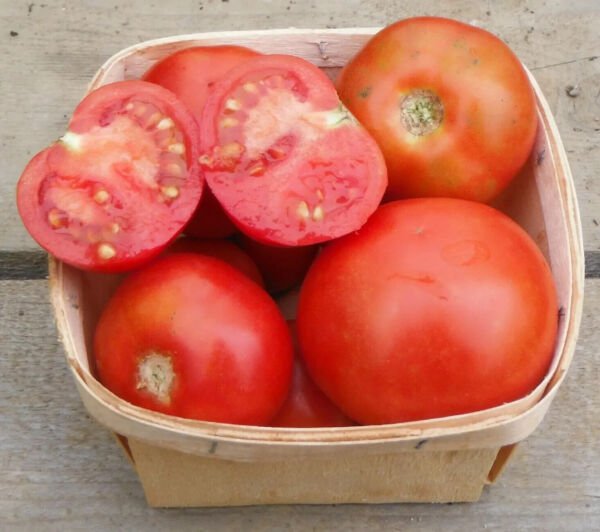 Fresh 50 Seeds Salt Spring Sunrise Tomato Hybrid Vegetable Planting Tomatoe Garden