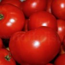 Fresh 50 Seeds Red Summer Tomato Hybrid Vegetable Planting Tomatoe Grow Garden
