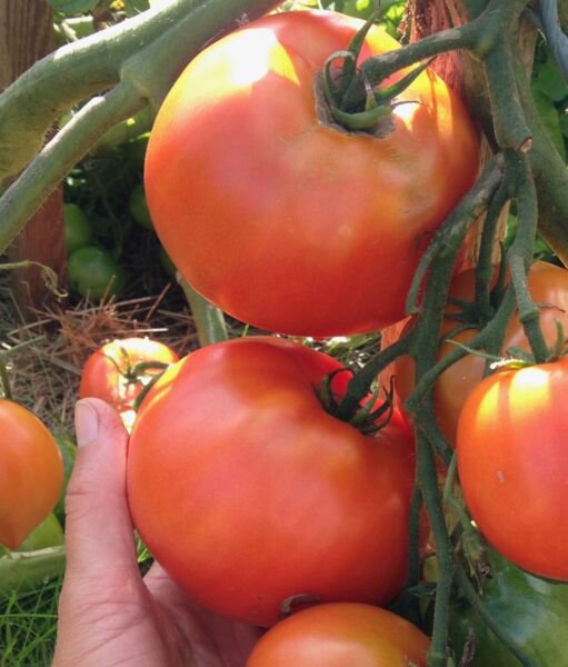 Fresh 50 Seeds Red Rocket Tomato Hybrid Vegetable Planting Tomatoe Grow Garden