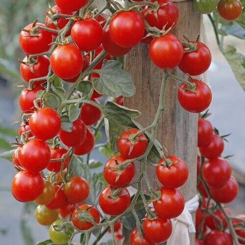 Fresh 50 Seeds Red Cherry Tomato Hybrid Vegetable Planting Tomatoe Easy To Grow Garden