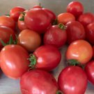 Fresh 50 Seeds Rambling Red Strip Tomato Hybrid Vegetable Planting Tomatoe Garden
