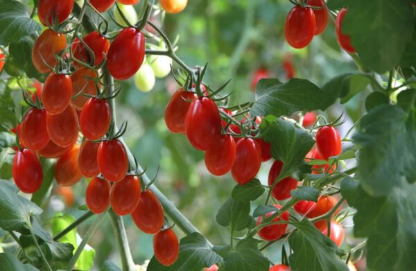 Fresh 50 Seeds Power Pops Tomato Hybrid Vegetable Planting Tomatoe Garden