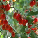 Fresh 50 Seeds Power Pops Tomato Hybrid Vegetable Planting Tomatoe Garden