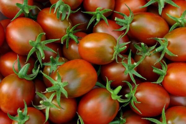 Fresh 50 Seeds Plum Regal Tomato Hybrid Vegetable Planting Tomatoe Garden