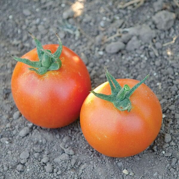 Fresh 50 Seeds Pamella Tomato Hybrid Vegetable Planting Tomatoe Garden