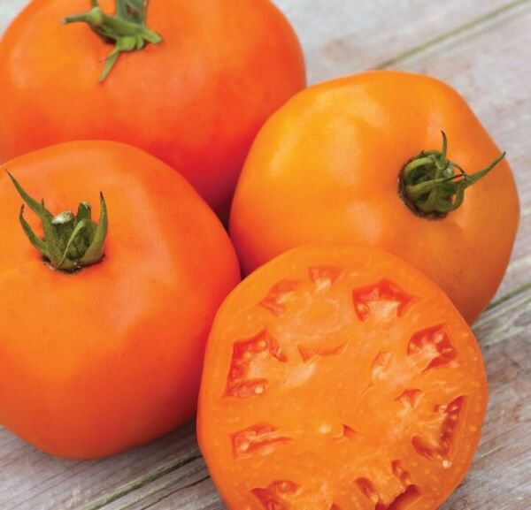 Fresh 50 Seeds Orange Wellington Tomato Hybrid Vegetable Planting ...
