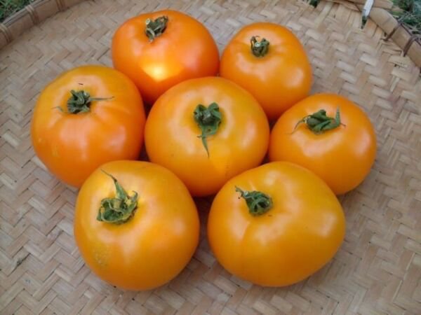 Fresh 50 Seeds Orange Blossom Tomato Hybrid Vegetable Planting Tomatoe Garden