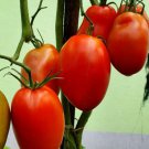 Fresh 50 Seeds Olivade Tomato Hybrid Vegetable Planting Tomatoe Garden