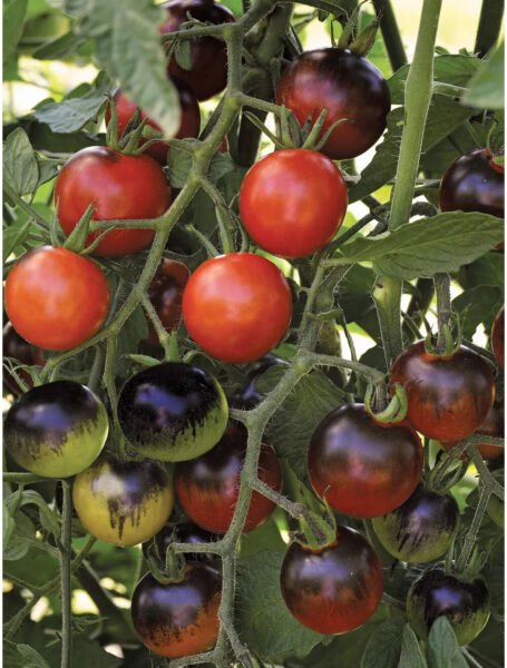 Fresh 50 Seeds Midnight Snack Tomato Hybrid Vegetable Planting Tomatoe Garden