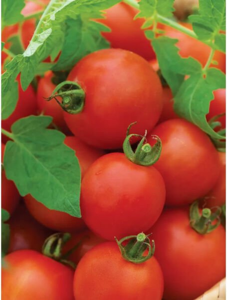 Fresh 50 Seeds Mountain Magic Tomato Hybrid Vegetable Planting Tomatoe Garden