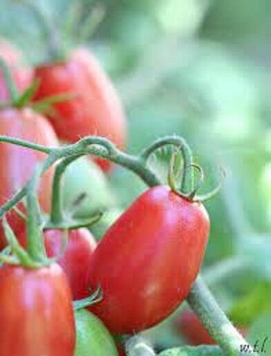 Fresh 50 Seeds Mighty Sweet Tomato Hybrid Vegetable Planting Tomatoe Garden
