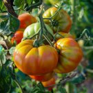Fresh 50 Seeds Manyel Tomato Hybrid Vegetable Planting Tomatoe Garden