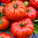 Fresh 50 Seeds Madame Marmande Tomato Hybrid Vegetable Planting Tomatoe Garden