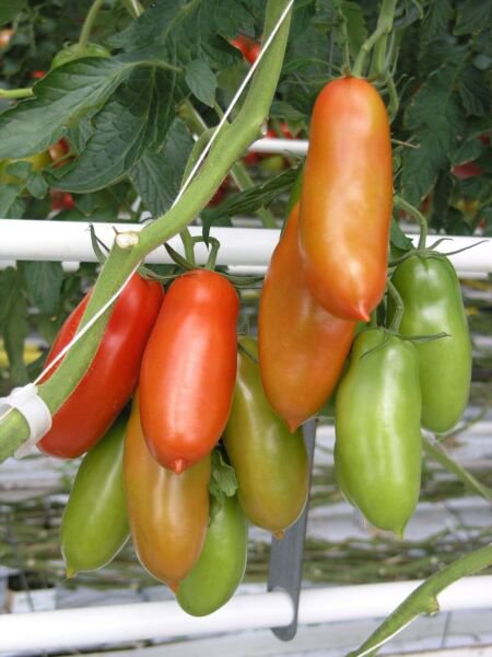 Fresh 50 Seeds Lady Finger Tomato Hybrid Vegetable Planting Tomatoe Garden