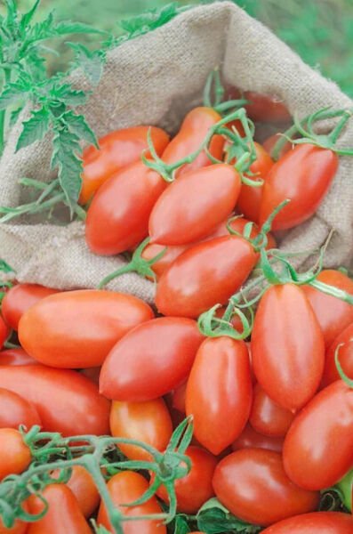 Fresh 50 Seeds Hy-Brix Tomato Juicy Vegetable Easy Growing Tomatoe Garden