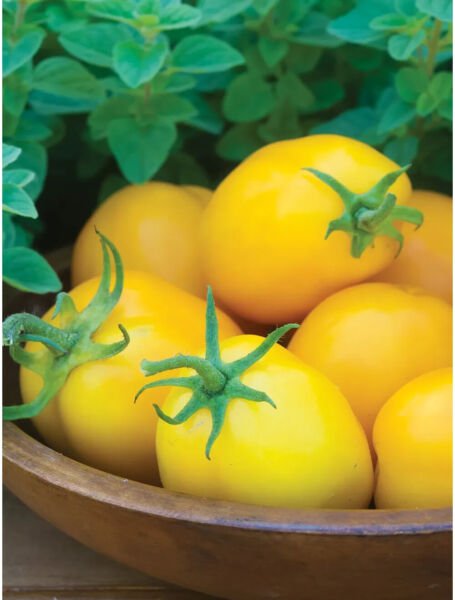 Fresh 50 Seeds Golden Salsa Tomato Juicy Vegetable Easy Growing Tomatoe Garden