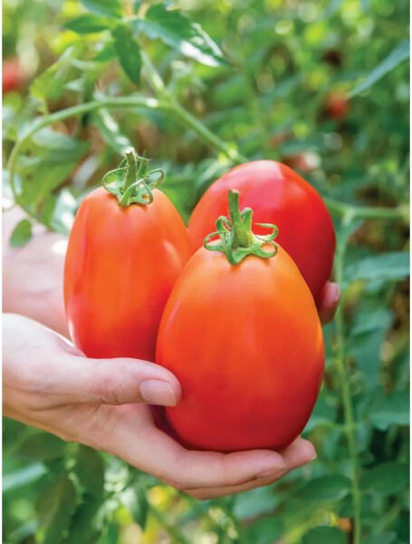 Fresh 50 Seeds Gladiator Tomato Juicy Vegetable Easy Growing Tomatoe Garden
