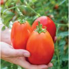 Fresh 50 Seeds Gladiator Tomato Juicy Vegetable Easy Growing Tomatoe Garden