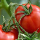 Fresh 50 Seeds Gremlin Tomato Juicy Vegetable Easy Growing Tomatoe Garden