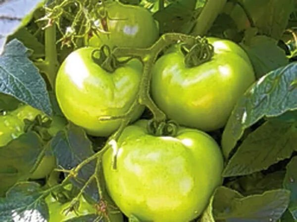Fresh 50 Seeds Granny Smith Tomato Juicy Vegetable Easy Growing Tomatoe Garden