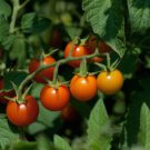 Fresh 50 Seeds Golden Girl Tomato Juicy Vegetable Planting Tomatoe Garden
