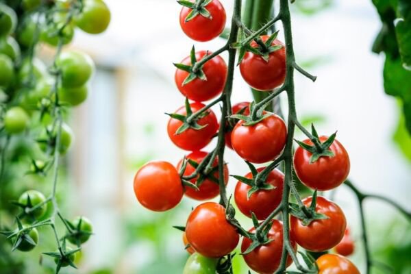 Fresh 50 Seeds Golden Gem Tomato Juicy Vegetable Planting Tomatoe Garden