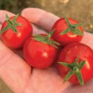 Fresh 50 Seeds Fruity Cherry Tomato Juicy Vegetable Planting Tomatoe Garden