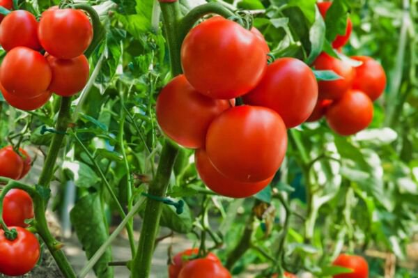 Fresh 50 Seeds Salsa Tomato Juicy Vegetable Planting Tomatoe Garden