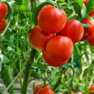 Fresh 50 Seeds Salsa Tomato Juicy Vegetable Planting Tomatoe Garden