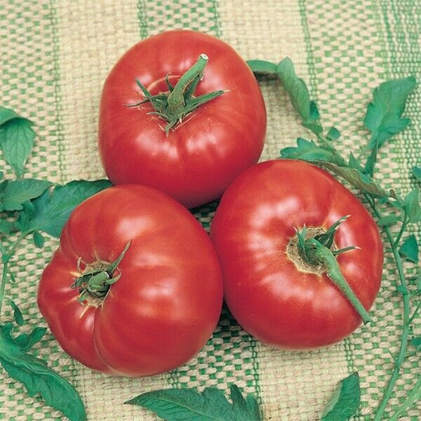Fresh 50 Seeds Frazier'S Gem Tomato Juicy Vegetable Planting Tomatoe Garden