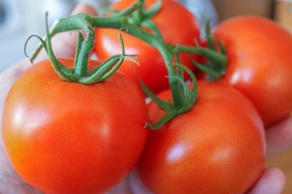 Fresh 50 Seeds First Light Tomato Juicy Vegetable Planting Tomatoe Garden